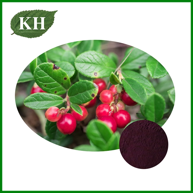 Bilberry Extract Powder